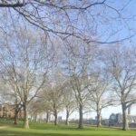 London Plane trees and Island Gardens